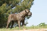 CANE CORSO 514